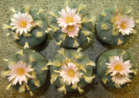 Six L.Williamsii var texana 7 to 8cm